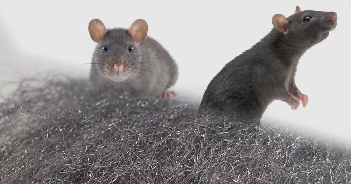 Stahlwolle gegen Mäuse, Ratten und anderes Ungeziefer