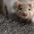 Élimination des souris et des rats